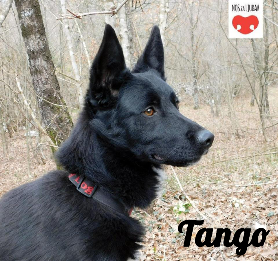Tango (Händicap)